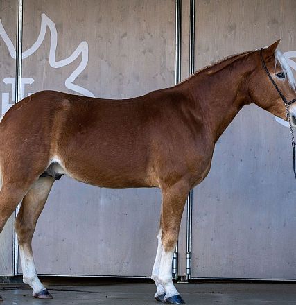 Ein schönes braunes Pferd mit weißen Beinen steht seitlich vor einer grauen Wand mit stilisierten, weißen Kronenmuster.