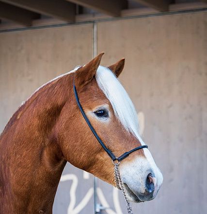 Nahaufnahme eines braunen Pferdes mit weißer Mähne, das ein schwarzes Halfter trägt. Der Hintergrund ist unscharf und zeigt eine rustikale Holzwand.