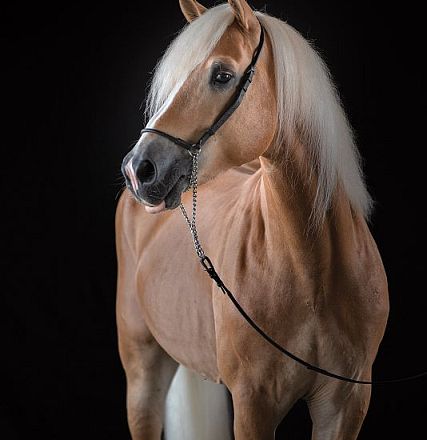 A majestic tan-colored horse with a flowing white mane and a black bridle, standing against a dark background, exuding elegance and strength.