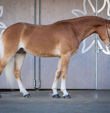 Ein braunes Pferd mit heller Mähne und Schweif steht seitlich in einem Gebäude mit grauem Boden und Wänden. Im Hintergrund sind weiße Wandmuster zu sehen.