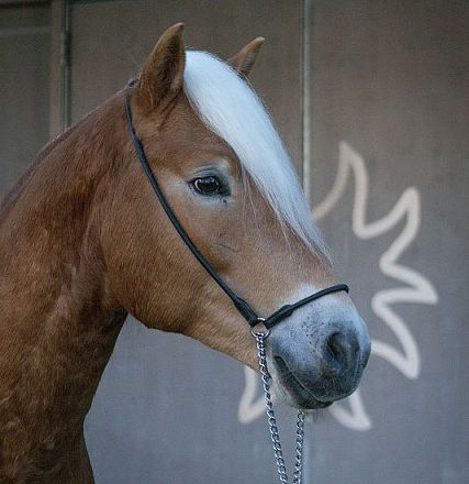 Ein braunes Pferd mit einer weißen Mähne und einem Halfter steht vor einer grauen Wand mit weißem, graffitiartigem Muster. Der Fokus liegt auf dem Kopf.