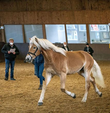 Ein Haflinger-Pferd trabt in einer Reithalle. Zwei Personen beobachten das Pferd, während eine es führt. Holzwände und Fenster sind im Hintergrund sichtbar.
