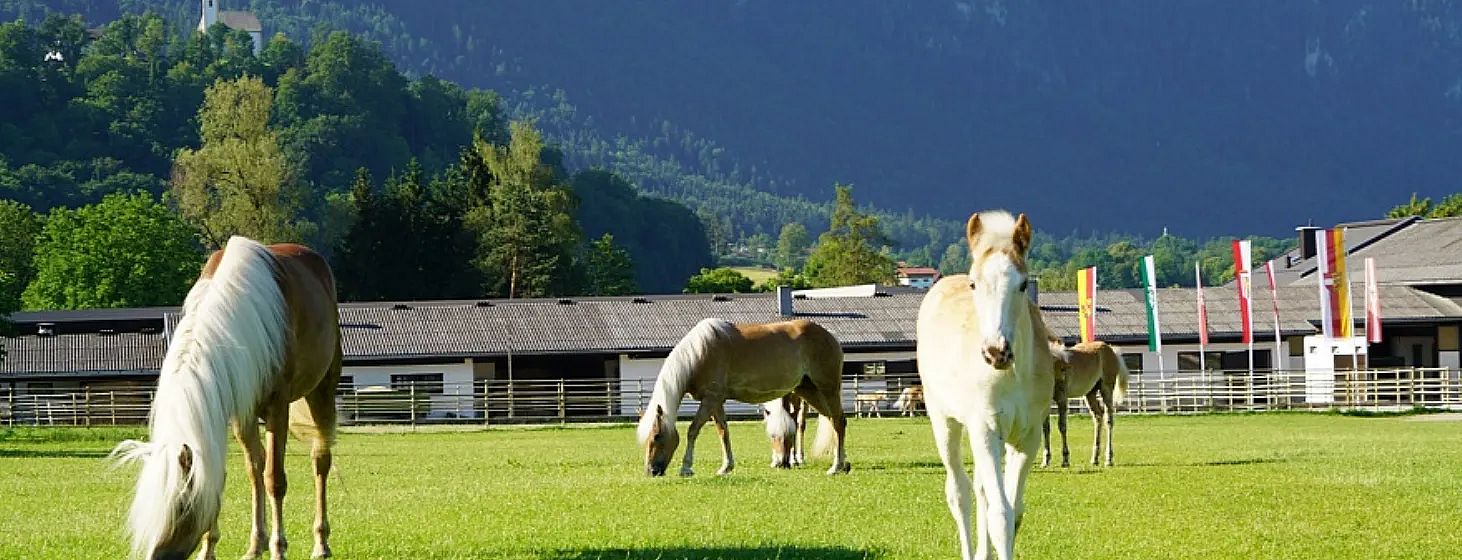 Pferde grasen auf einer grünen Wiese vor einem Stallgebäude. Im Hintergrund erhebt sich eine bewaldete Hügellandschaft unter einem klaren blauen Himmel.