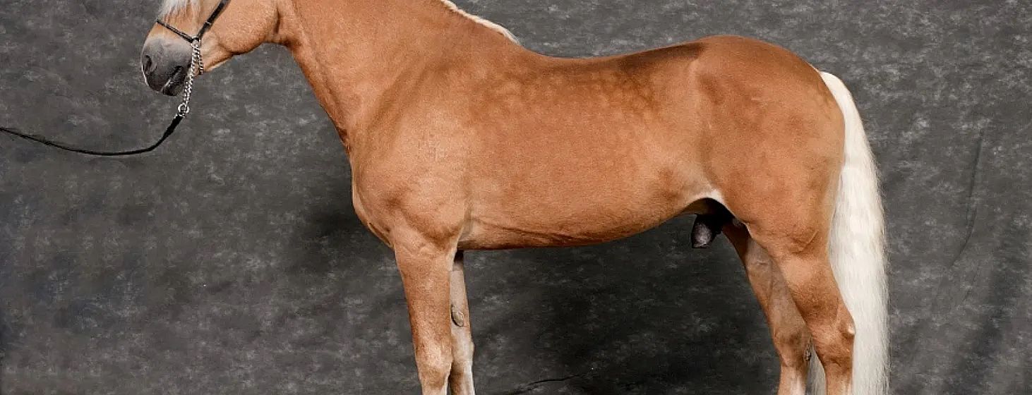 Un cavallo marrone su uno sfondo grigio, visto di profilo. Il mantello è lucido e ben curato, con muscoli definiti visibili sul corpo.