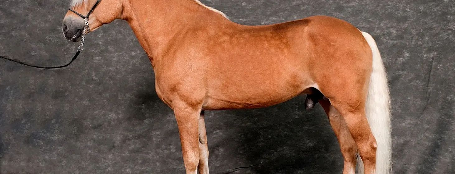 Ein prächtiges, hellbraunes Pferd mit weißer Mähne und Schwanz steht vor einem grauen Hintergrund und schaut nach links. Es wirkt kräftig und gut gepflegt.