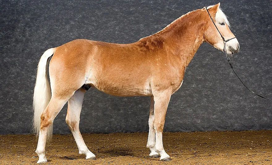 Ein gut gepflegtes Pferd mit rötlich-braunem Fell und heller Mähne steht aufrecht auf einem Boden aus Holzspänen vor einem dunklen Hintergrund.