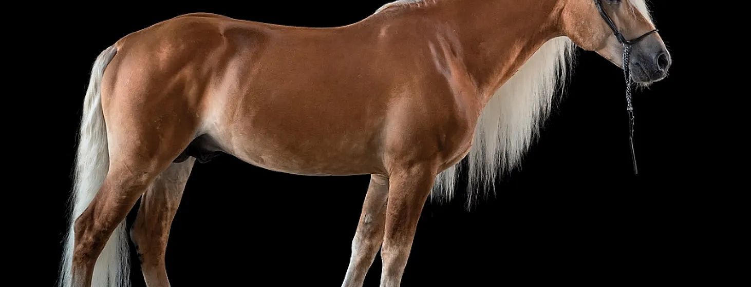 A close-up of a horse's midsection and mane against a black background, showcasing its shiny brown coat and long, flowing white mane.