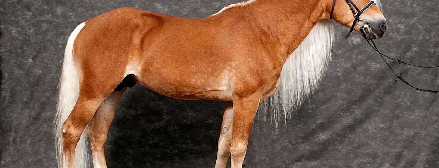 Ein braunes Pferd mit weißer Mähne vor einem grauen Hintergrund, vom Kopf bis zur Körpermitte sichtbar. Das Fell glänzt im Licht.