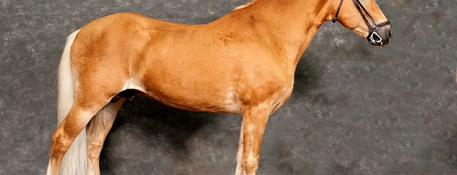 Foto di un cavallo marrone chiaro su uno sfondo grigio scuro. La vista di profilo mostra il corpo snello e muscoloso dell'animale.