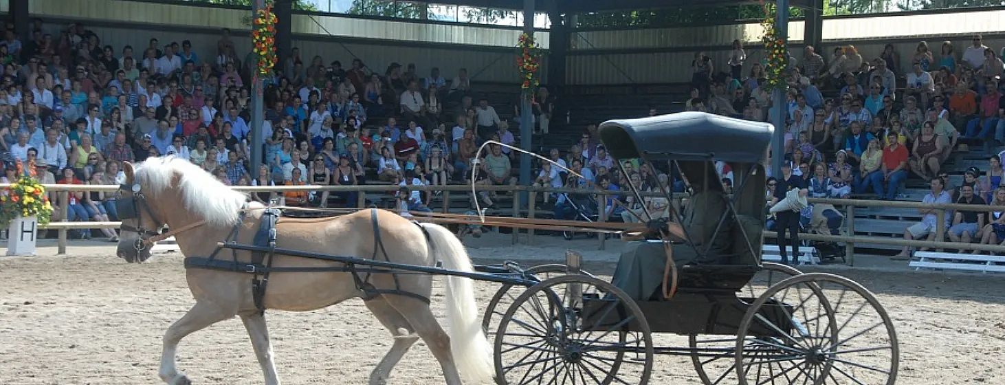 Ein weißes Pferd zieht eine alte Kutsche in einer Reitarena. Im Hintergrund sitzt eine Menge von Zuschauern auf Tribünen und beobachtet das Geschehen.