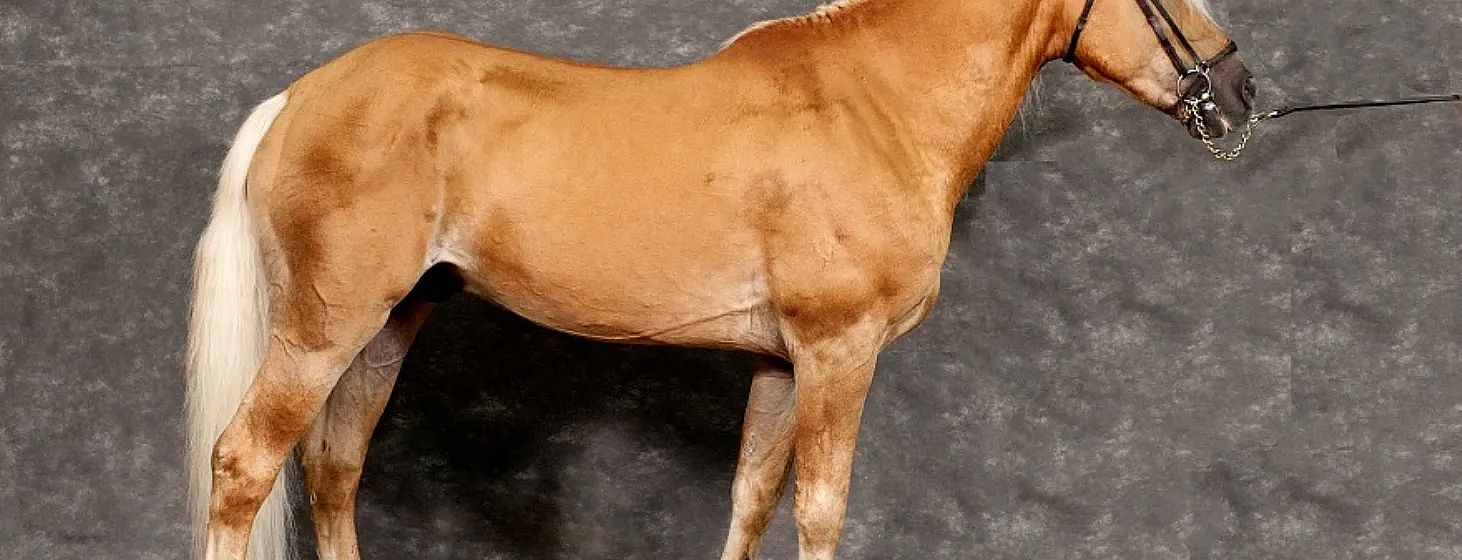 Un cavallo marrone in piedi di profilo su uno sfondo grigio scuro. Il manto è lucido e ben curato, mettendo in risalto la muscolatura dell'animale.