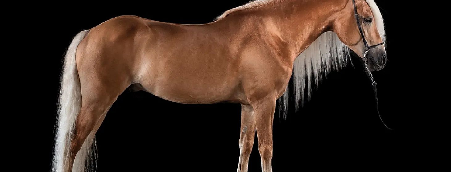 A brown horse with a smooth coat and long mane stands against a black background, highlighting its muscular build and sleek appearance.