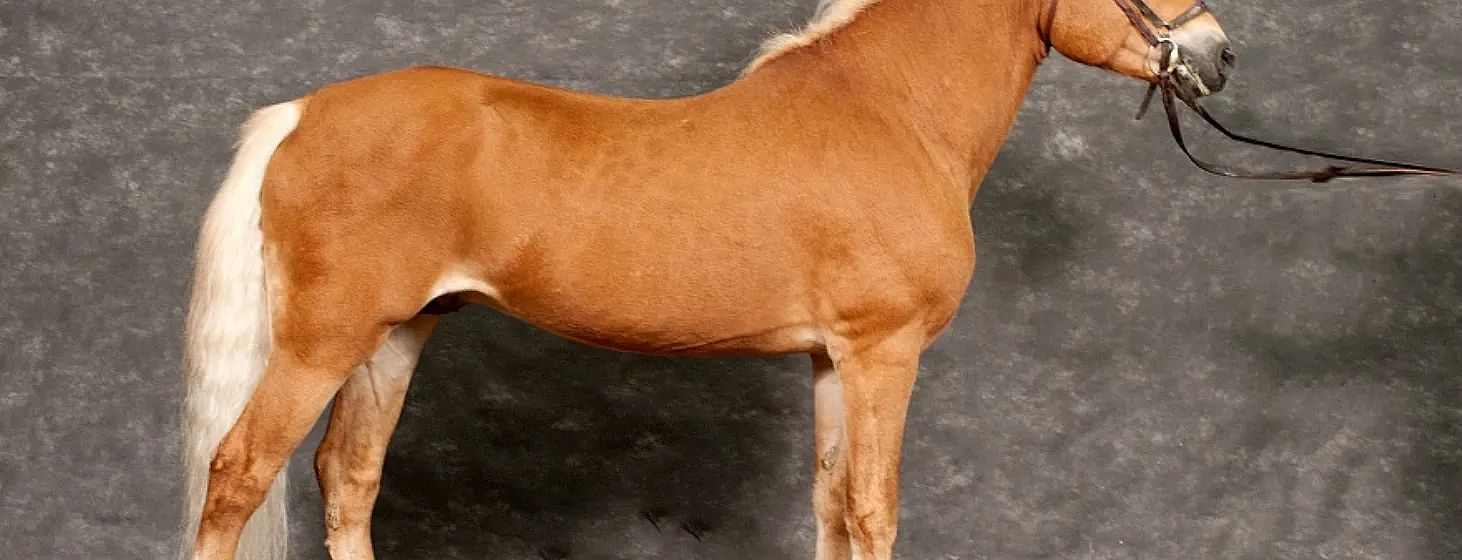 A brown horse standing sideways against a gray textured background, showcasing its muscular build and smooth coat. Its mane is light-colored and short.