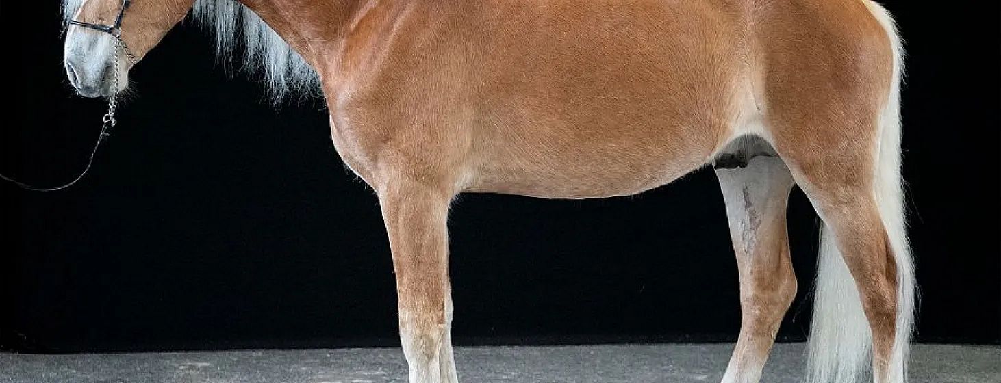 Teilansicht eines braunen Pferdes mit weißer Mähne und Schweif auf einem dunklen Hintergrund. Der Fokus liegt auf dem Körper und den kräftigen Beinen.