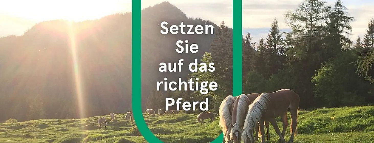 Drei Pferde grasen auf einer grünen Wiese vor einer hügeligen Landschaft im Sonnenuntergang. Der Text "Setzen Sie auf das richtige Pferd" ist darüber gelegt.