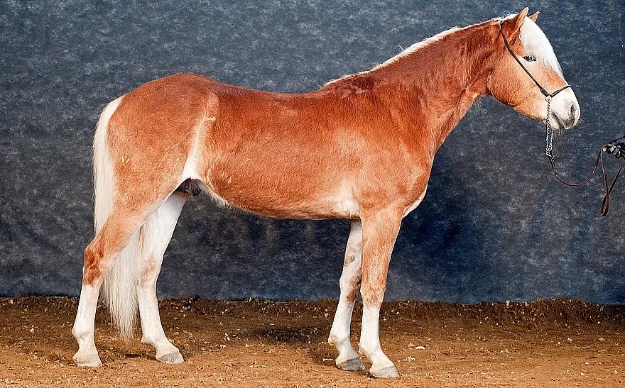 A chestnut horse with a white mane and tail stands on a brown dirt surface against a dark blue backdrop. The horse is wearing a bridle and facing left.