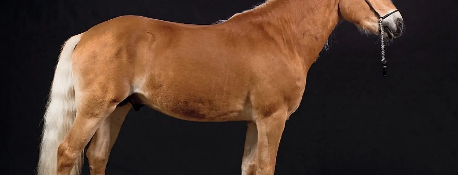 Un cavallo marrone in piedi lateralmente su uno sfondo nero, mostrando i dettagli del suo mantello lucido e la postura muscolosa.