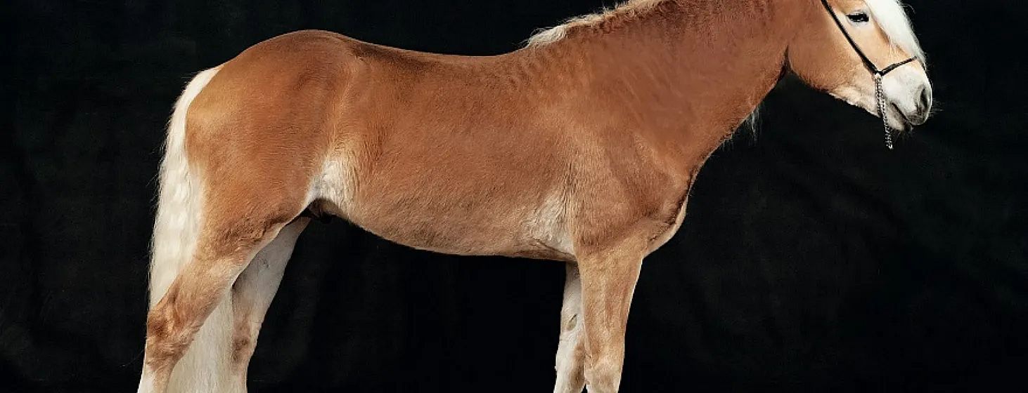 Un cavallo con manto marrone chiaro e criniera corta su uno sfondo nero. Mostra solo il corpo e le gambe, senza testa né coda visibili.