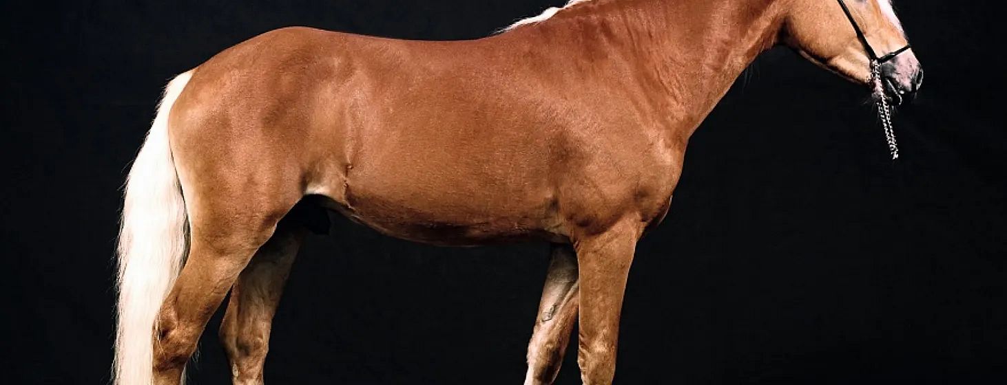 Un cavallo di colore marrone chiaro su sfondo nero. Mostra il lato destro del corpo, con muscoli ben definiti e criniera appena visibile.