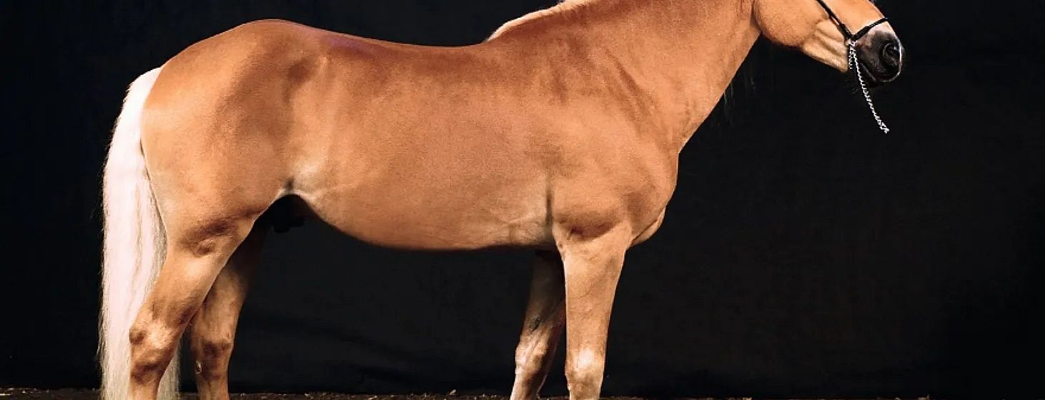 Side view of a brown horse against a dark background, highlighting its smooth coat and strong physique. The horse's head is not visible in the image.