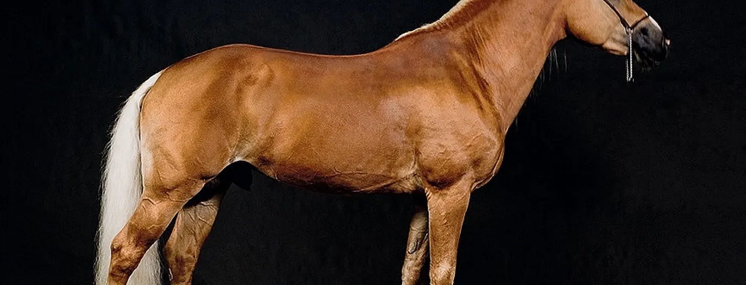 A close-up of a horse's shiny brown coat with a black background, highlighting the animal's muscular build and healthy appearance.