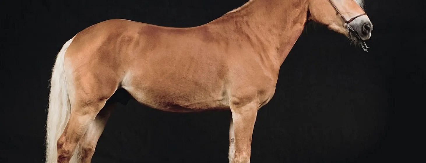 Nahaufnahme eines braunen Pferdes von der Seite auf schwarzem Hintergrund. Der Fokus liegt auf dem glänzenden Fell und den muskulösen Körperkonturen.