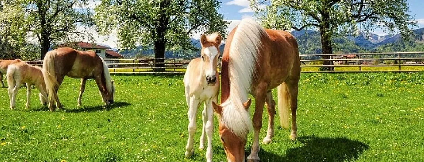 Una cavalla e il suo puledro brucano in un prato verde sotto un cielo azzurro, circondati da alberi in fiore. Un paesaggio sereno e idilliaco.