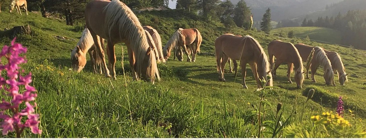 Eine Gruppe von Pferden mit goldbraunem Fell und heller Mähne grast friedlich auf einer grünen Wiese unter klarem Himmel in einer hügeligen Landschaft.