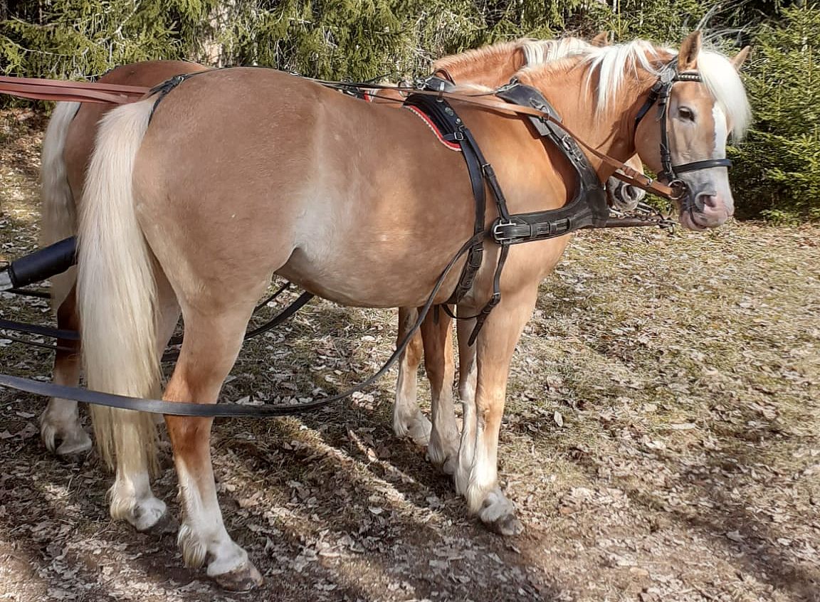 Haflingerstute Hanna