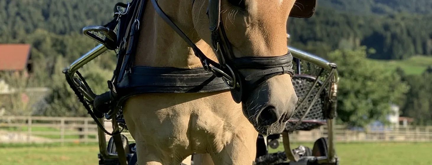 Nahaufnahme eines hellbraunen Pferdes mit schwarzem Geschirr, im Hintergrund Bäume. Das Pferd scheint vor einer Kutsche gespannt zu sein.
