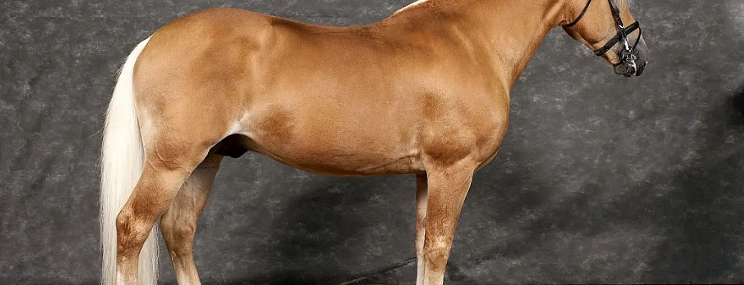 Nahaufnahme des Körpers eines braunen Pferdes mit glänzendem Fell, vor einem schlichten, dunklen Hintergrund. Der Kopf des Pferdes ist nicht im Bild zu sehen.