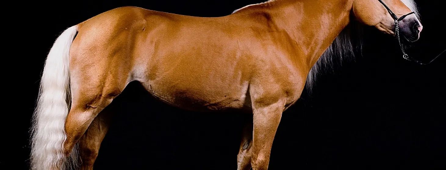 Dettaglio di un cavallo marrone con un pelo lucido su sfondo nero. La luce mette in risalto i muscoli e la struttura dell'animale.
