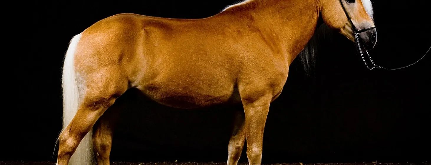 Ein braunes Pferd steht vor einem dunklen Hintergrund. Das Bild zeigt die mittlere bis hintere Körperpartie des Tieres von der Seite.