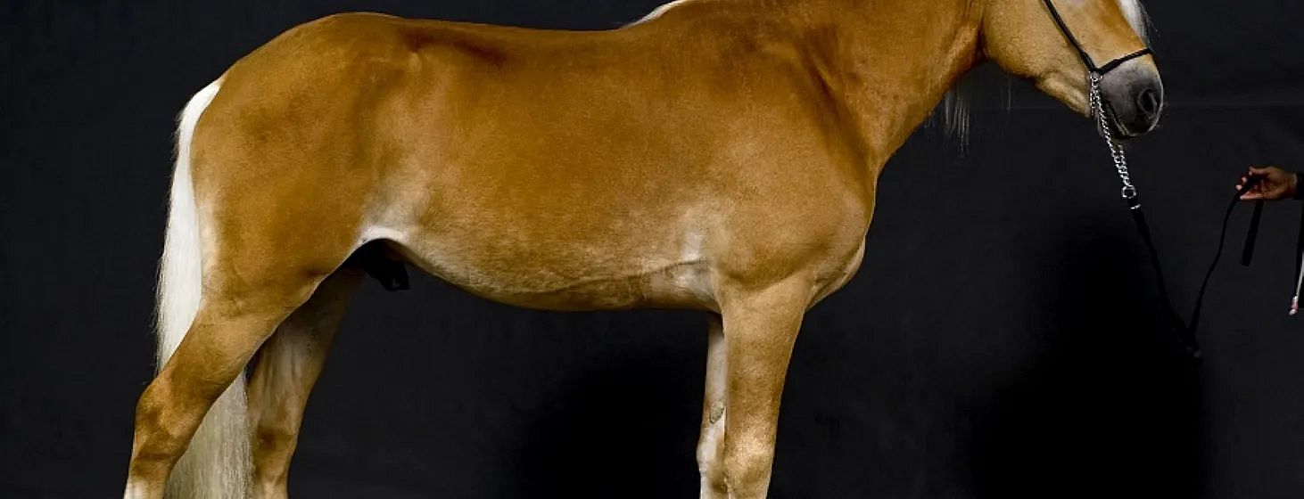 Partial side view of a light brown horse against a dark background, showing its torso, neck, and part of its head and mane.