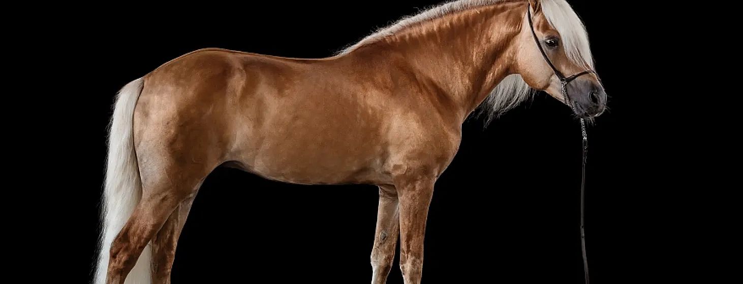 A side view of a shiny, light brown horse with a white mane against a black background.