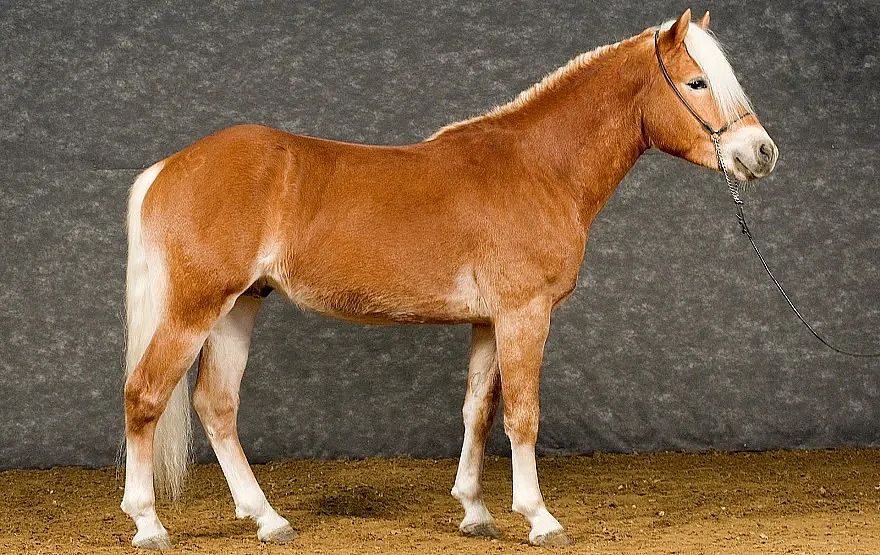 A healthy brown horse with a light mane stands in a stable, facing left. The background is a plain gray wall, and the floor is covered with straw.