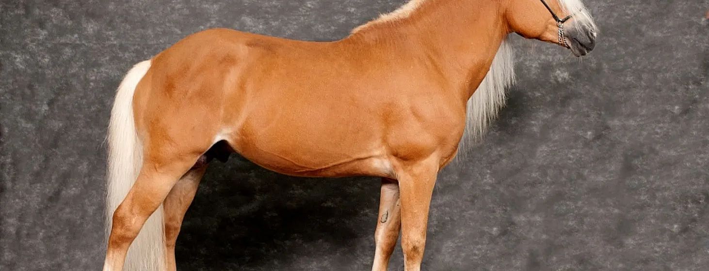Un cavallo dal manto marrone chiaro con una criniera bianca sta su uno sfondo scuro, mostrando il suo lato destro. Il cavallo ha un aspetto maestoso.