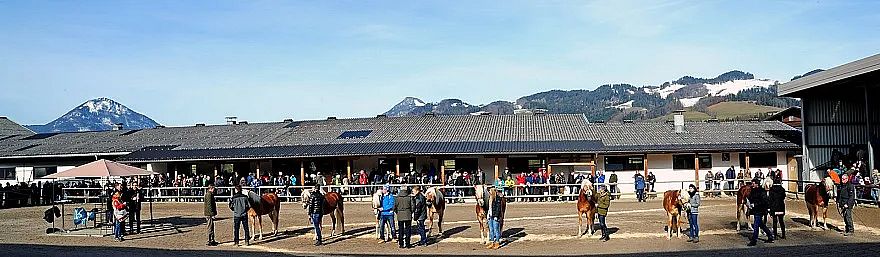 Persone osservano cavalli esposti in un recinto all'aperto, con una struttura e montagne sullo sfondo. Cielo limpido e giornata soleggiata.