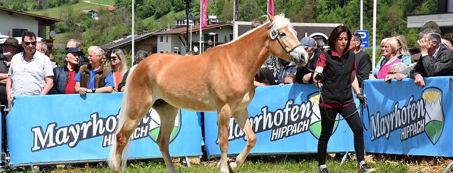 Ein hellbraunes Pferd mit einer blonden Mähne wird von einer Person in schwarzer Kleidung über eine Wiese geführt. Im Hintergrund sieht man Zuschauer und Gebäude.