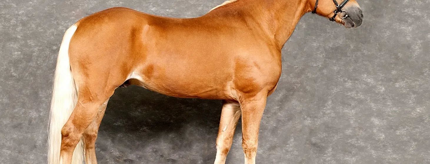 A brown horse standing sideways on a gray textured background, showing a glossy coat with visible muscle definition and a short, neatly groomed mane.
