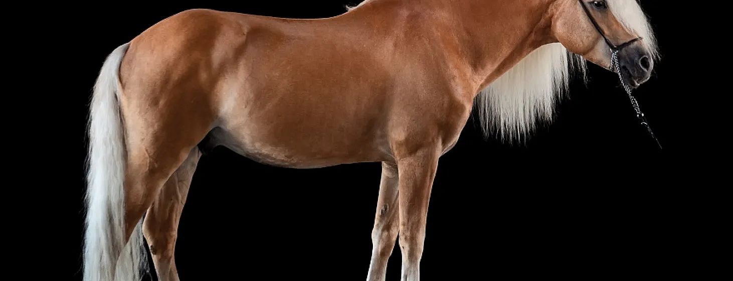 Image of the side view of a brown horse against a black background, focusing on its torso and legs, with a hint of its mane visible.