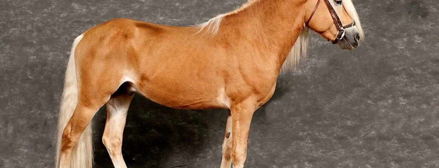 Un cavallo di colore marrone chiaro con una criniera bianca su uno sfondo grigio. Si vede la parte laterale del corpo, senza la testa visibile.