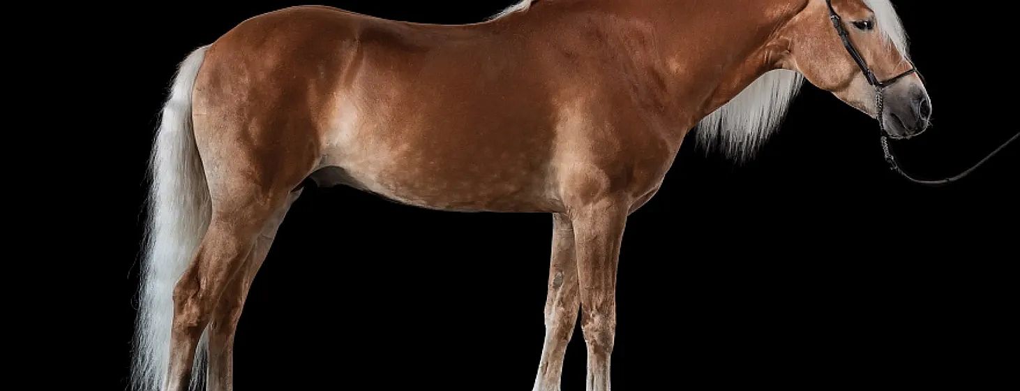 Close-up of a brown horse's side against a black background, highlighting its smooth coat and muscular build. The horse's mane is partially visible.