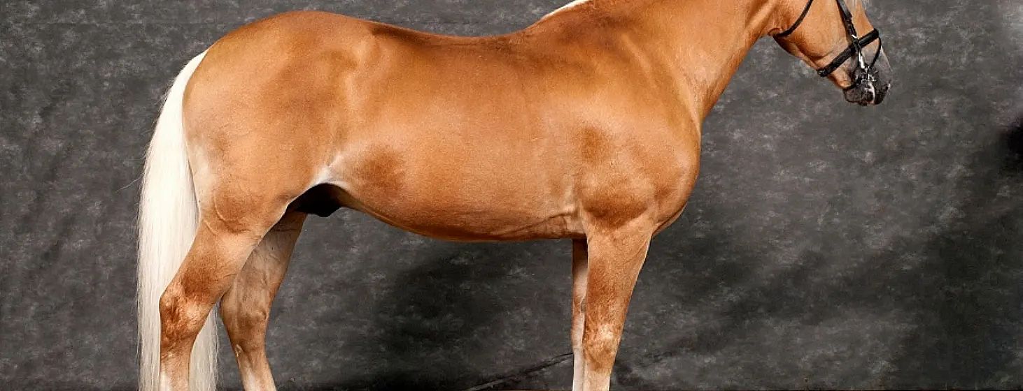 Vista laterale di un cavallo marrone su sfondo grigio scuro, mostrando il corpo muscoloso e lucente senza testina o zampe visibili.