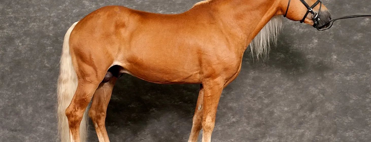 Un cavallo marrone chiaro con criniera bianca su sfondo grigio. Si vede la parte centrale del corpo, mostrando i dettagli del mantello lucido.