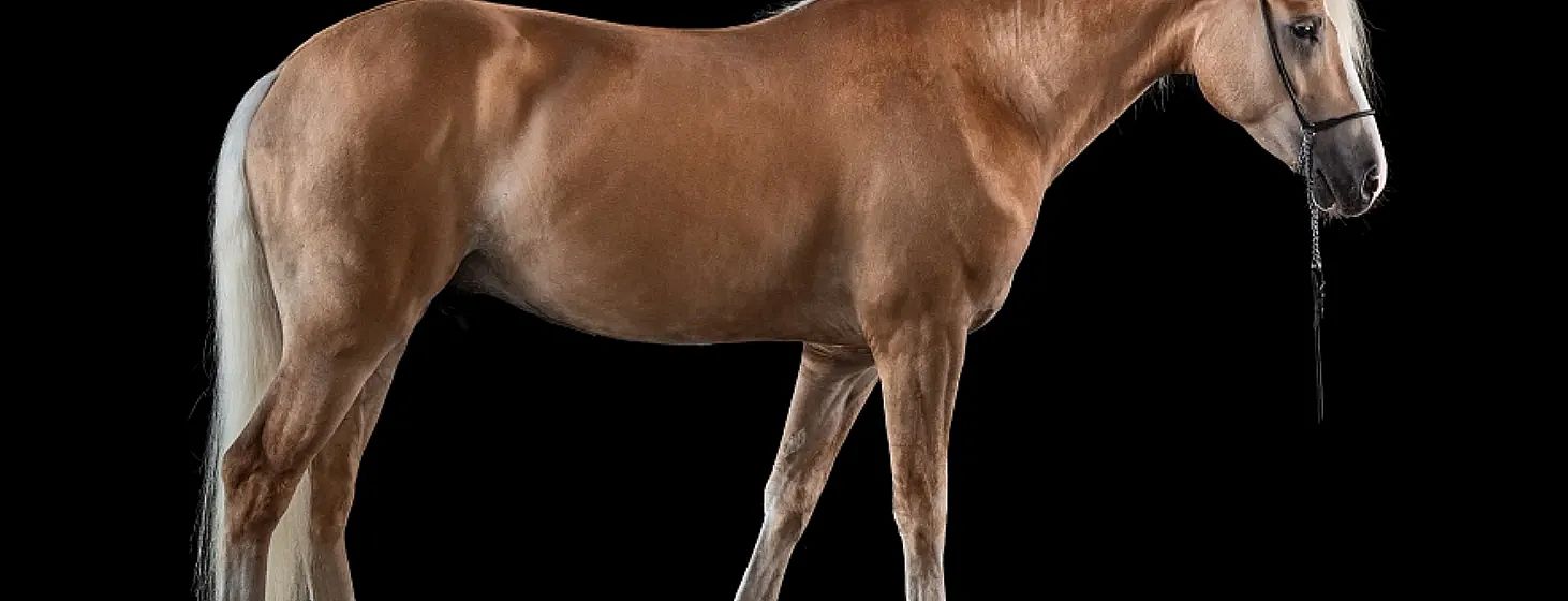 Nahaufnahme eines braunen Pferdes, das seitlich steht. Das Bild fokussiert auf den Körper des Pferdes vor einem schwarzen Hintergrund.