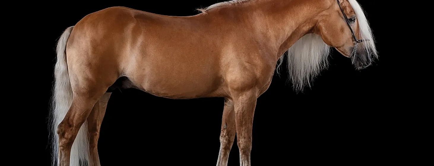 Teilansicht eines braunen Pferdes mit glänzendem Fell vor einem schwarzen Hintergrund. Es ist seitlich abgebildet, mit Fokus auf Körper und Mähne.