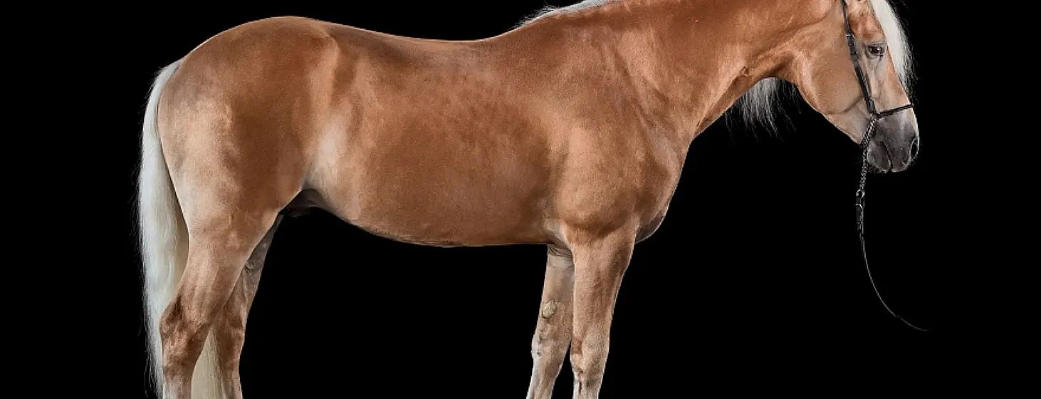 Ein kastanienbraunes Pferd in Seitenansicht vor schwarzem Hintergrund. Das Fell glänzt und zeigt die muskulöse Struktur des Tieres deutlich.