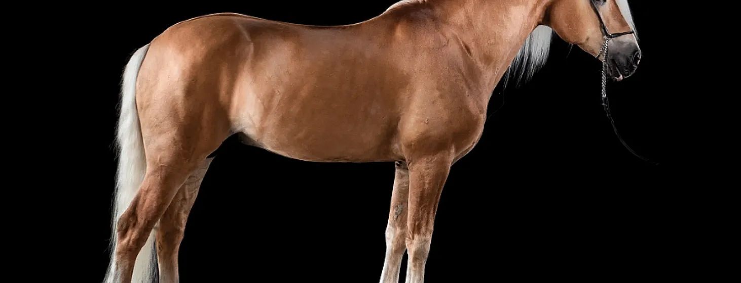 Un cavallo marrone in posa laterale, con un manto lucido, su sfondo nero. Solo la metà anteriore del corpo è visibile, senza testa o parte posteriore.