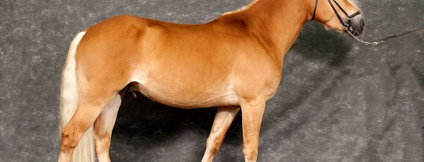 Ein bräunliches Pferd im Profil vor grauem Hintergrund. Der Fokus liegt auf dem Körper des Pferdes ohne Kopf, mit deutlichem Fell und muskulösem Körperbau.